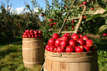 Load image into Gallery viewer, Apple Picking